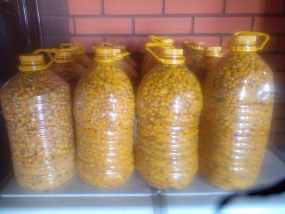 Кукуруза готовая для рыбалки