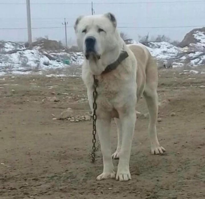 Алабай. 4 айлык күшік