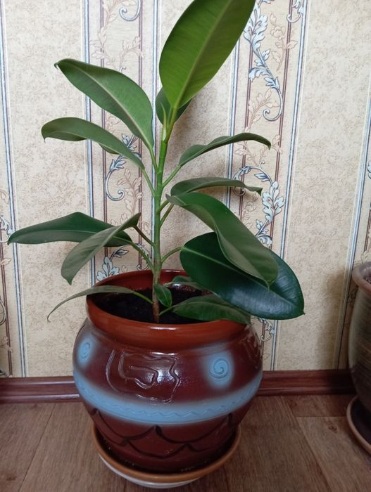 Фикус 1 метр.дешево