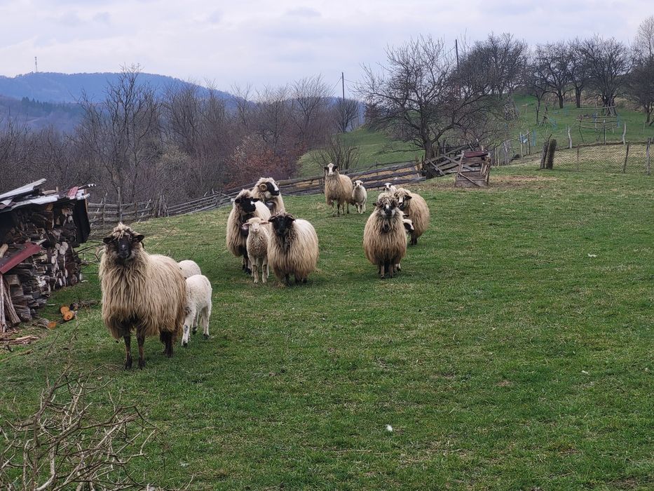 Vând berbec si miei pentru sacrificat