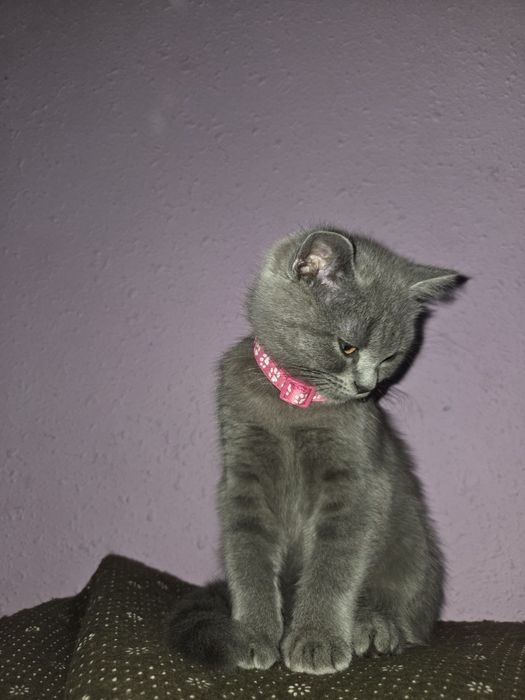 Скотиш Страйт киз бола