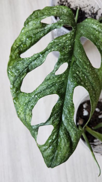Монстера Адансони Минт