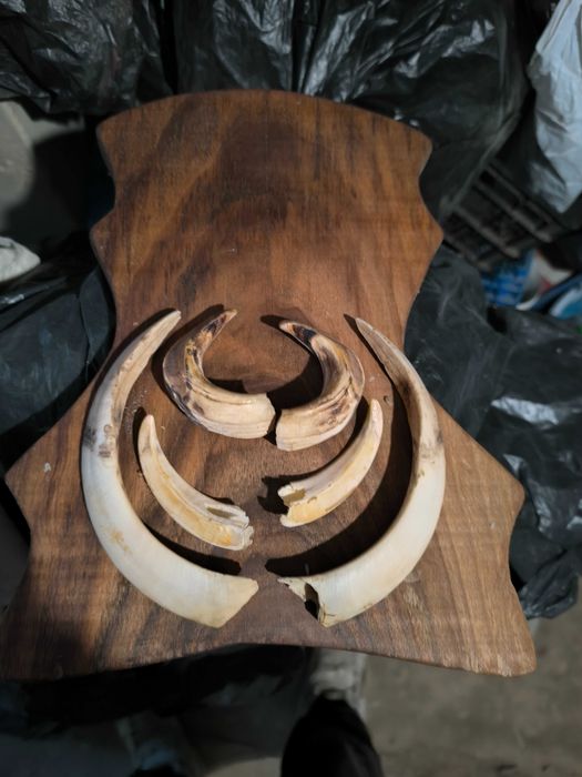 Trofeu știucă, trofeu colți mistreț și porthart original
