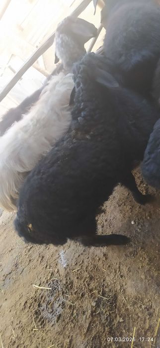 3 oylik shirboz erkak barra jivoy ves 35 kg