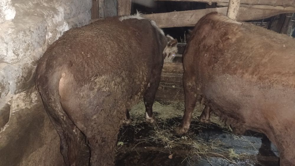 Бычки на мясо молодняк