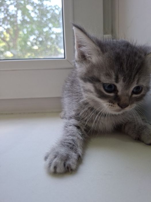 Котята ,бесплатно