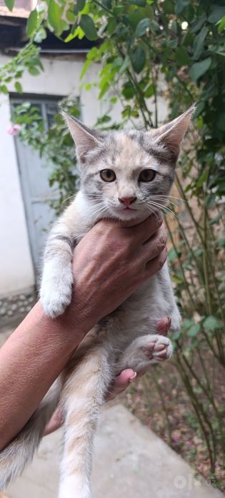 Пристраиваются котята
