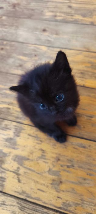 Подаряваме малки котета