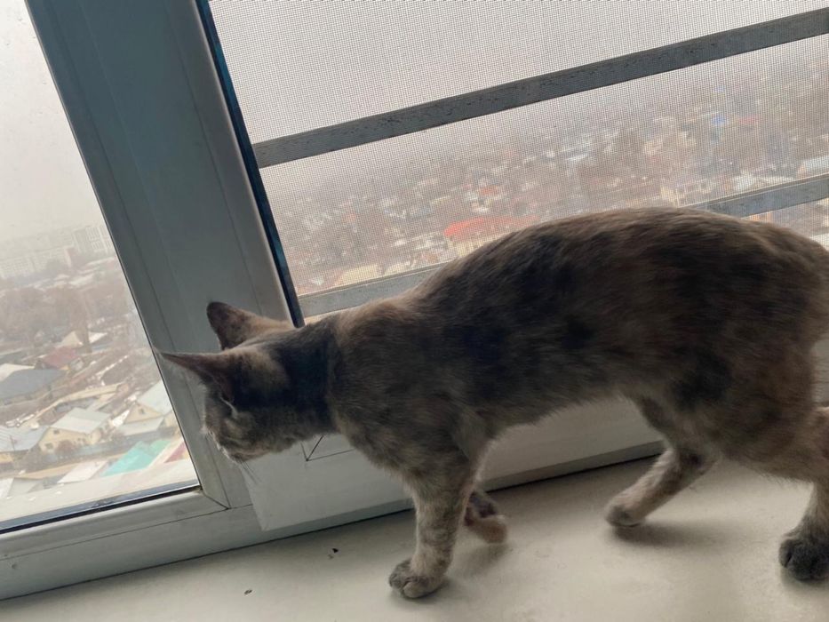 Маленькая кошка ищет дом