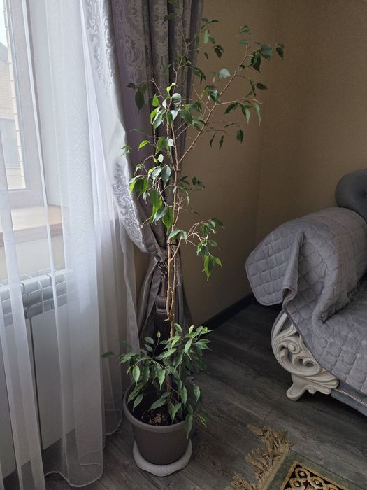 Комнатные цветы большие