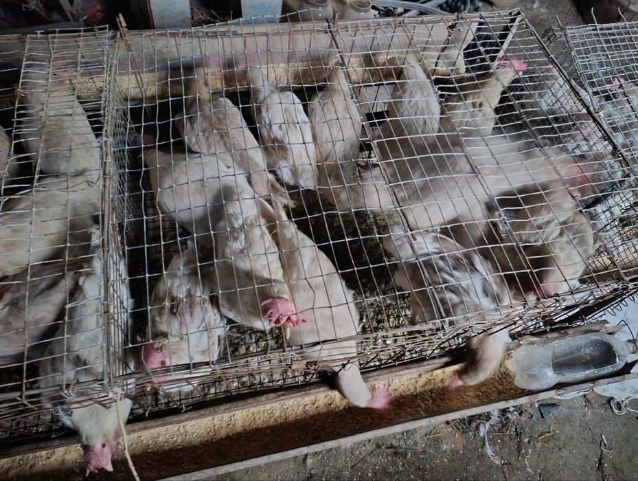 Tovuqlar sotiladi tuxumga kirgan yosh tovuqlar rosseski paroda