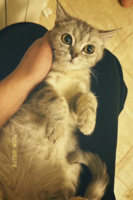 Продается кошки породистая