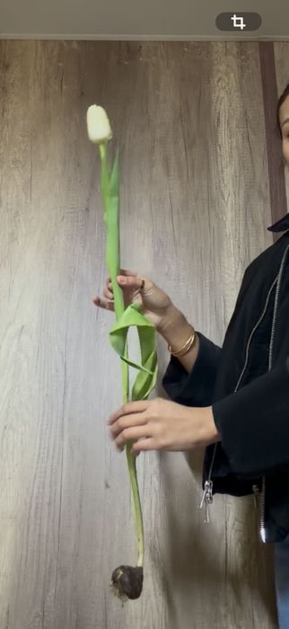 Тюльпаны голландские