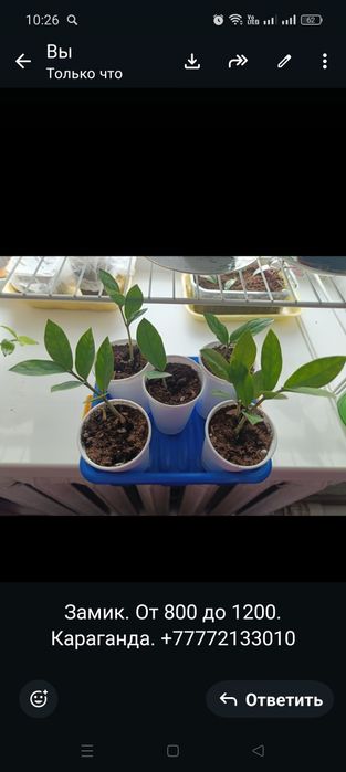 Продам замиокулькас