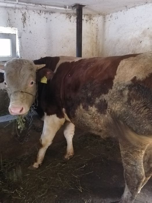 Vand doi viței baltati