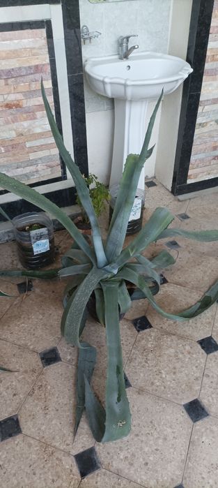 Aloy guli sotiladi