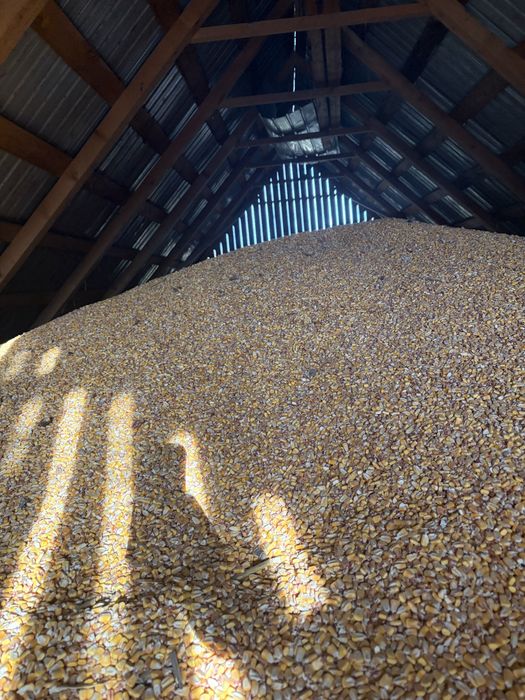 Vând porumb recoltă 2025