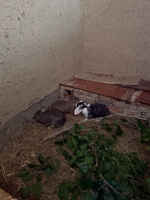 Породалы қояндар сатылады