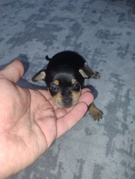 Продавам пинчери – стандартен цвят