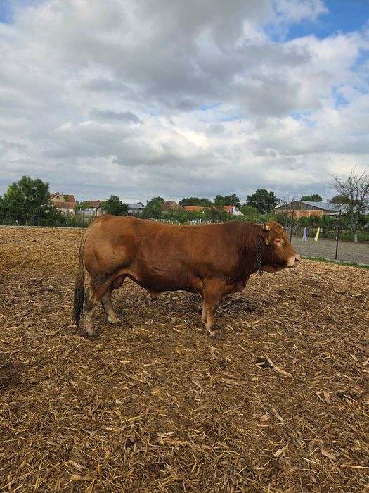Taur Limousin de vânzare