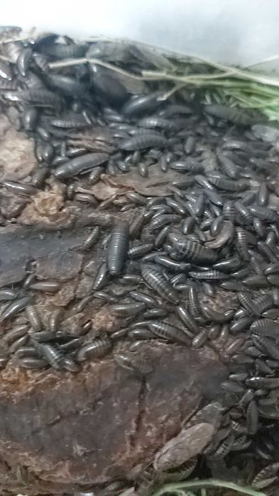 Мраморные тараканы .