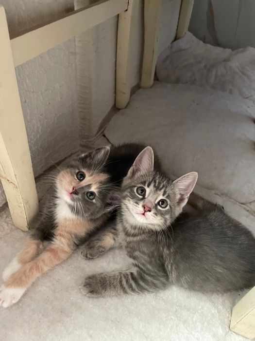 Отдам котят бесплатно