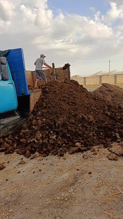 Пори гунг нури куй мол