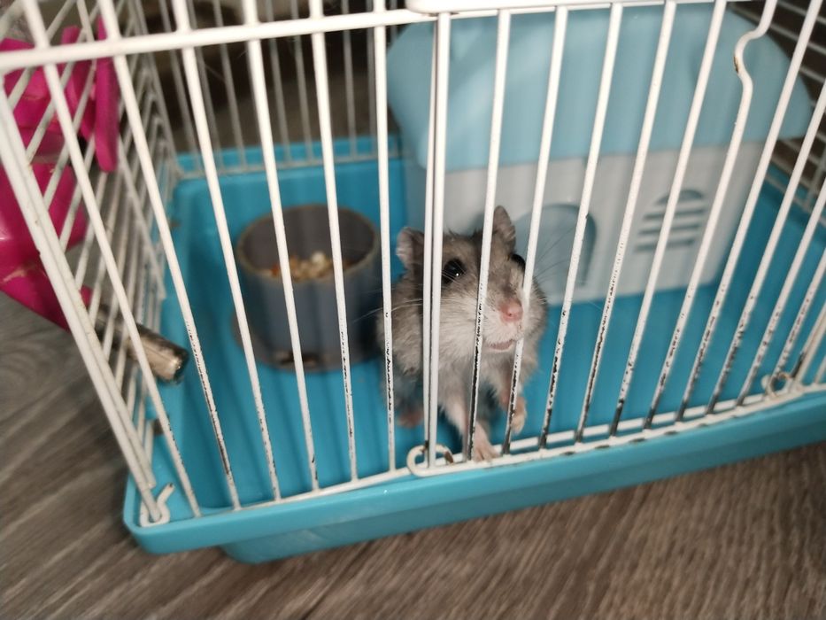 Хомяк джунгарский (девочка) вместе с клеткой