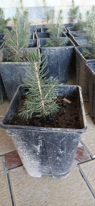 Голубой ель сотилади