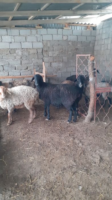 Қоилар сатылады жемде тұрған