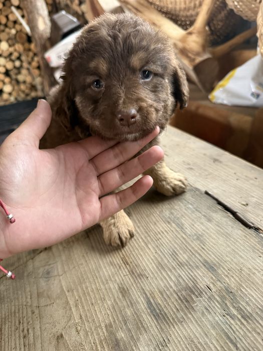 Pui de caine de adoptat