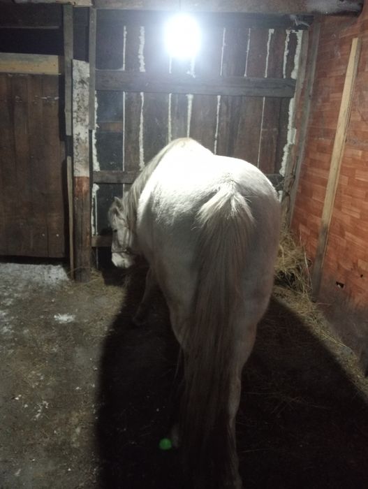 продам лошадей   жамбулскй район