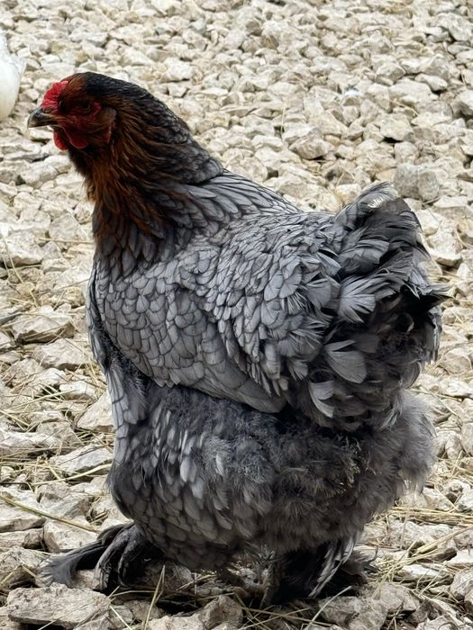 Gaini Brahma - albastru