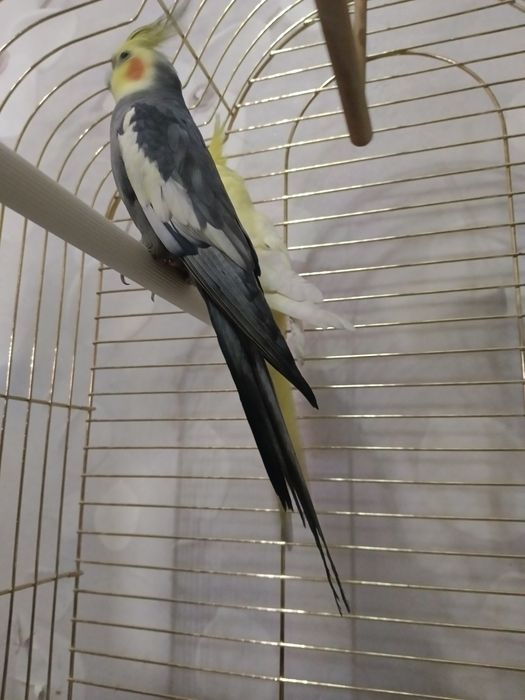 Продам двух попугая Корелла