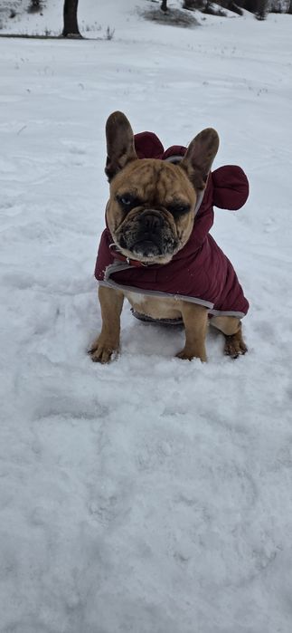 Femela Buldog Francez 6 luni