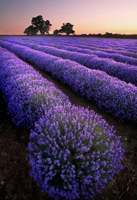 Gul qaysi tomonda? - softkluch.ru veb-saytida