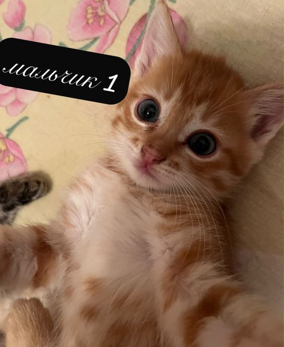 Отдам котят в хорошие руки!