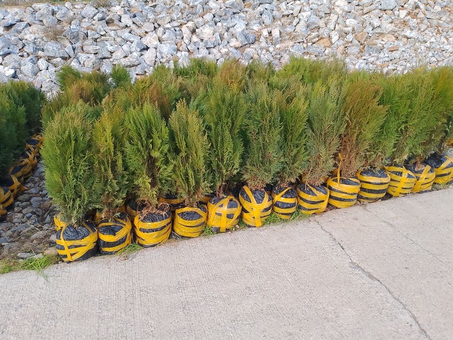 Tuya archa sotiladi kekishtirib beramiz