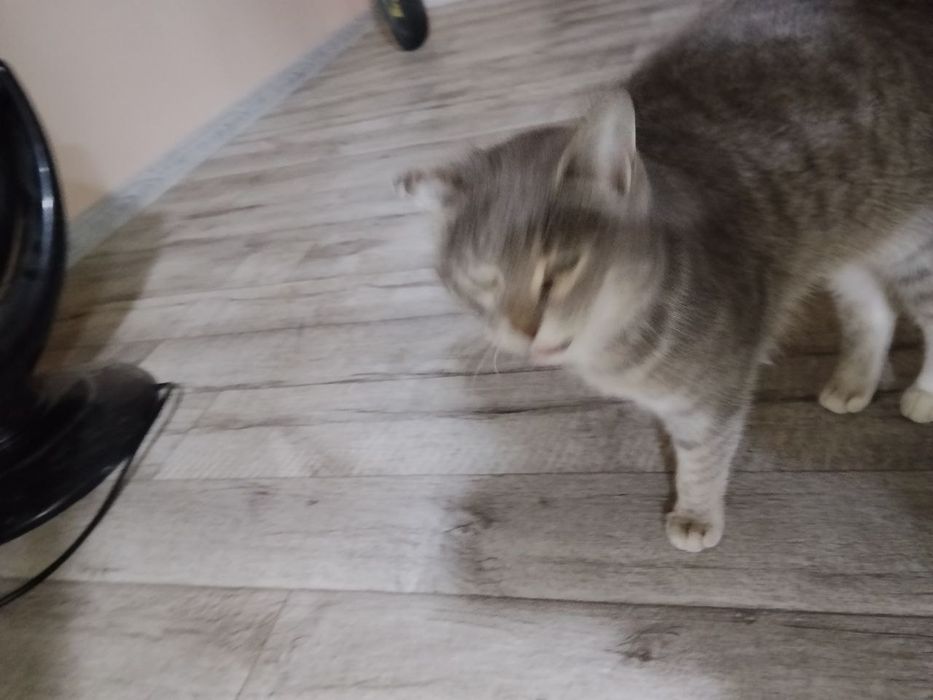 Кошка домашняя, послушная