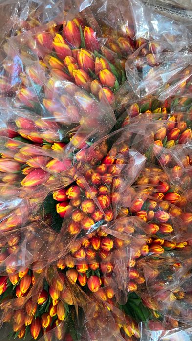 Тюльпаны . Корпоративные заказы