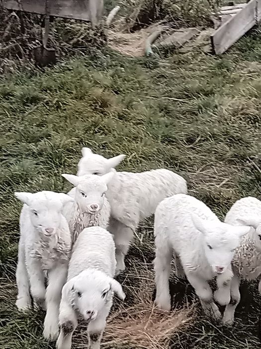 Vând 25 de oi cu miei