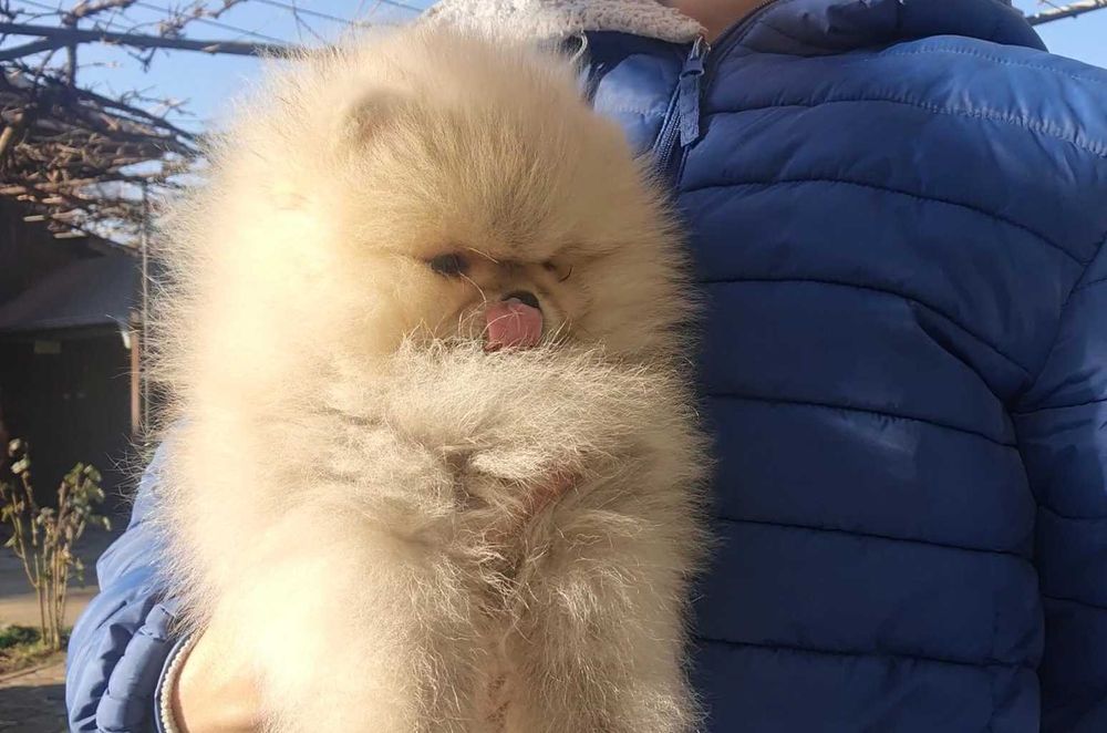 Страхотно момченце померан с родословие FCI