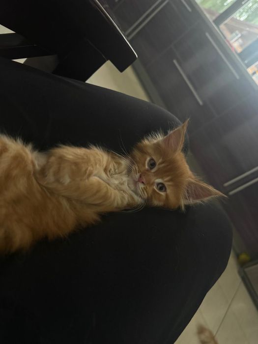 котенок мейн-кун