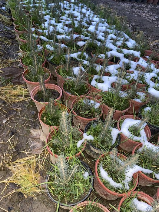 Продаю Голубые и Серебристые Ели в горшках