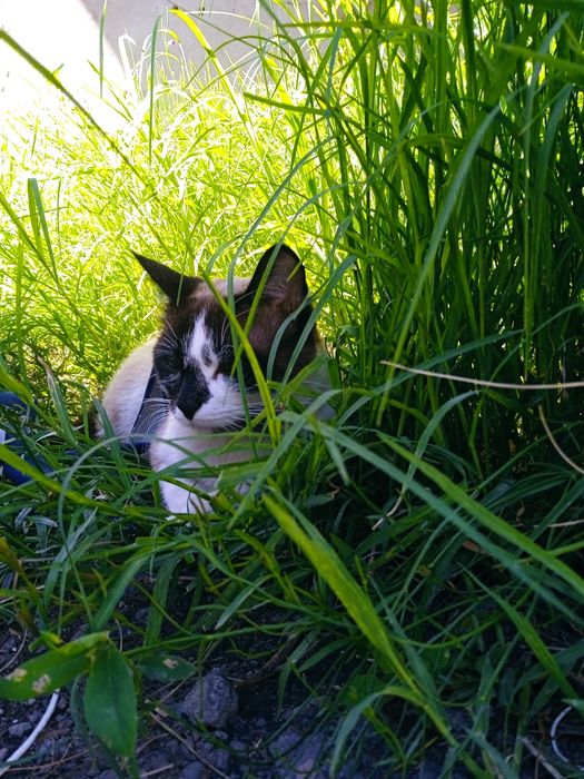 Мысык 2 жасар еркек