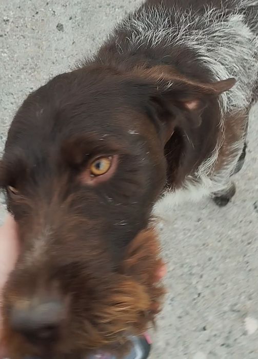 Дратхаар на вязку