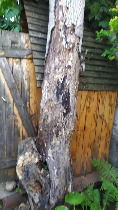 Сухой орех на дрова обмен