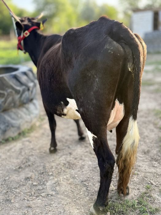 Бұзаулы сауынды сиыр