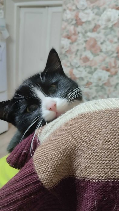 Красивейшая мелкая кошечка в любящую семью, девочка, стерилизованная