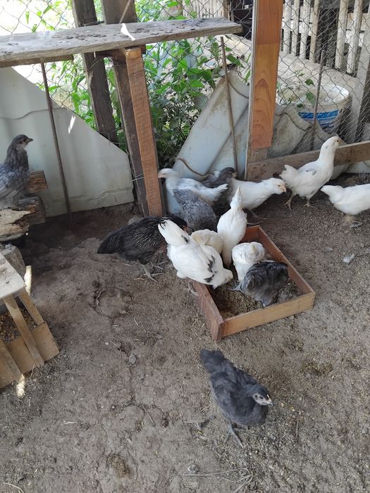 Vind pui ameraucana